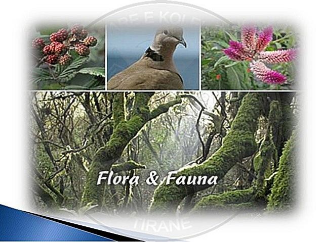 31st October 1995, Albania accedes to the Convention for fauna and flora