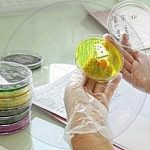 18 Mars 935, lindi Sami Zeka mjek dhe poet