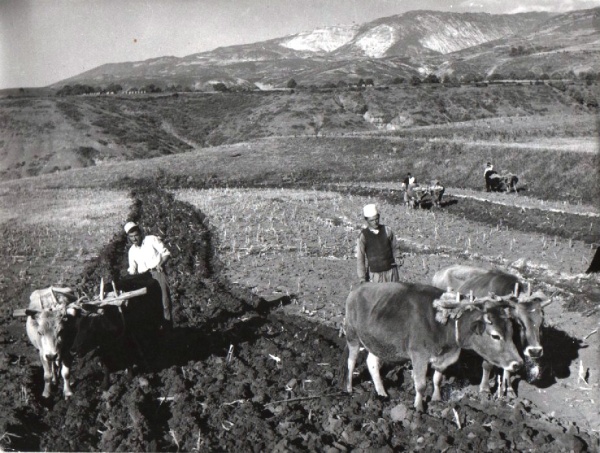 27 Dhjetor 1937, u krijua shoqëria kooperativiste “Qumështi”